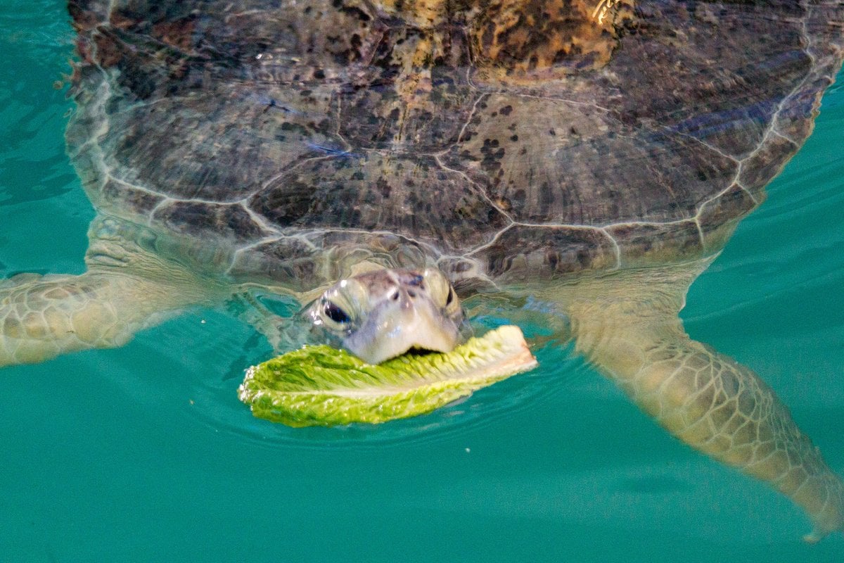 Clearwater Marine Aquarium - Gallery Image 3